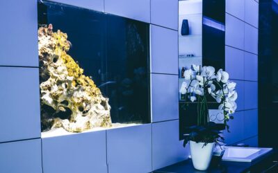 Aquarium in unserem Showroom / Fabriciusstraße